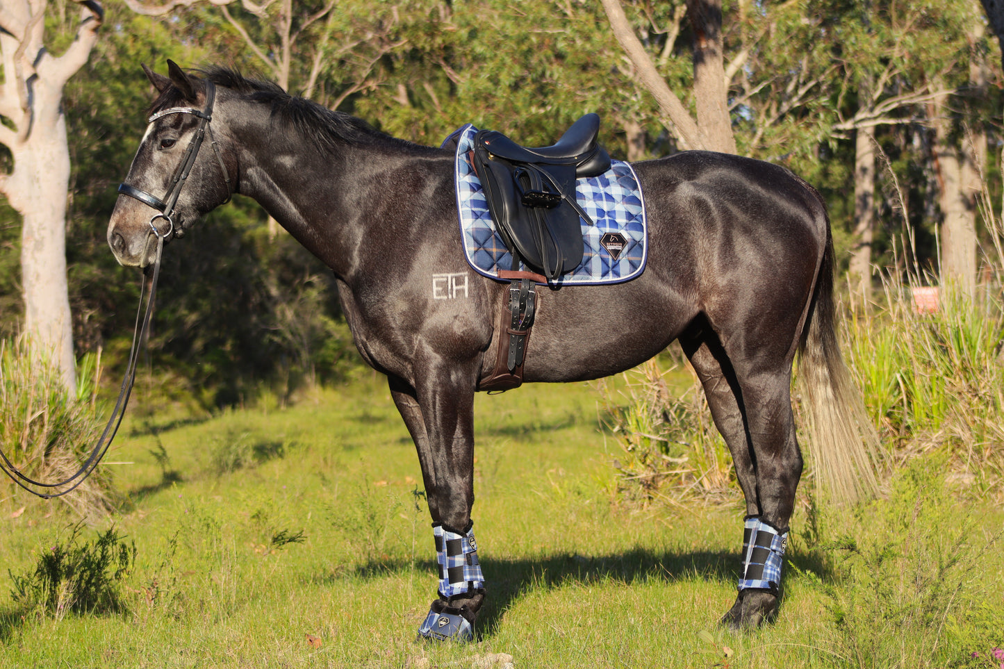 BLUE CHECKERED LIMITED EDITION DRESSAGE PAD