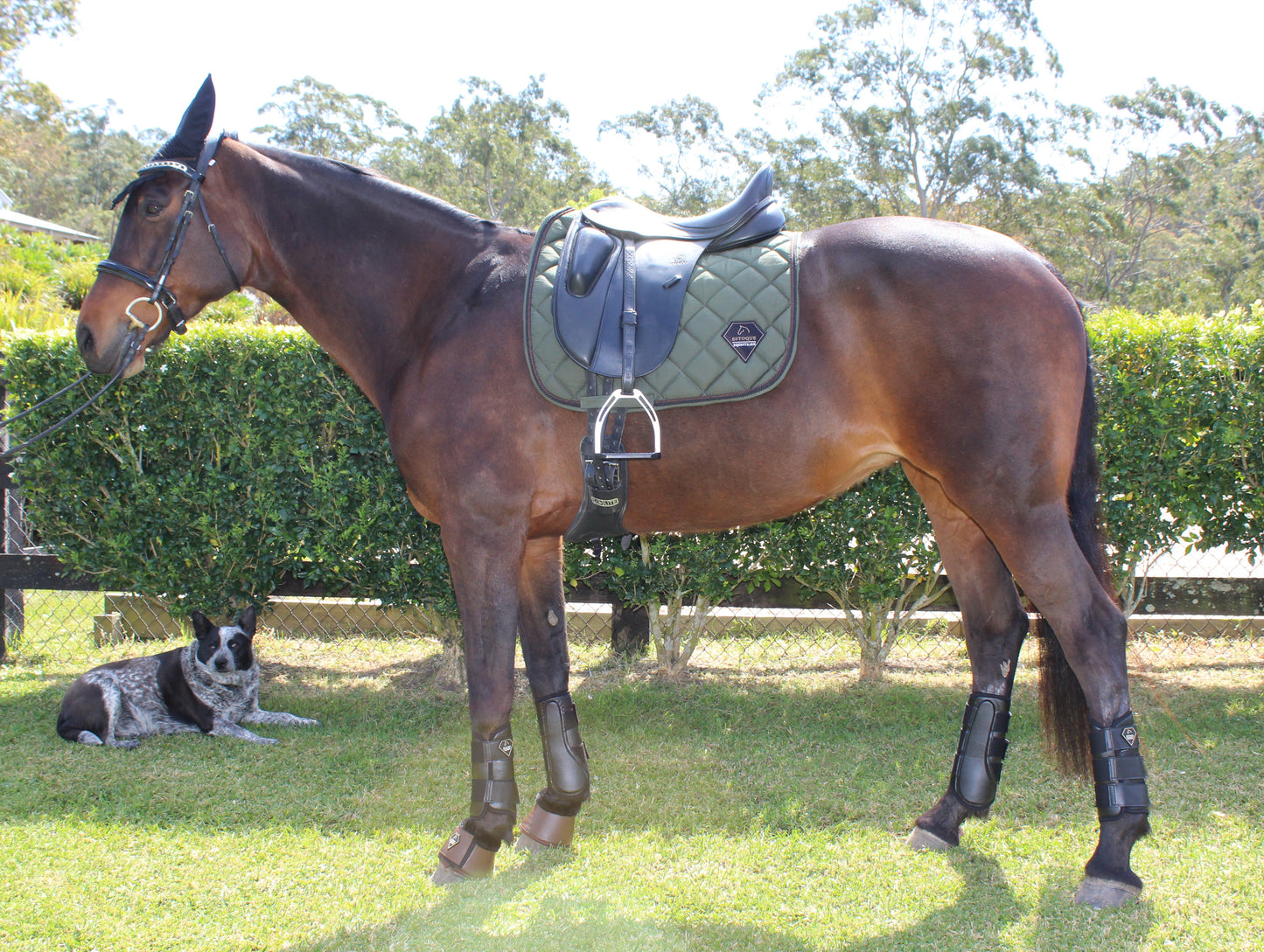 OLIVE GREEN DRESSAGE PAD