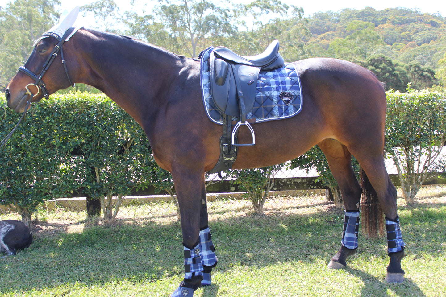 BLUE CHECKERED BRUSHING BOOT